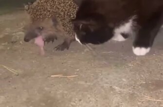 قنفذ ياكل طعام القط A thief hedgehog