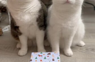 Мята и Аляска подготовили подарок хозяйке🤭🎄 #cat #christmas