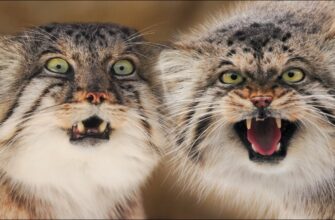 When your wife is a Pallas's cat. Manuls Bol and Polly