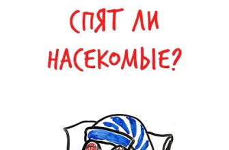 Спят ли НАСЕКОМЫЕ? — Научпок #шортс