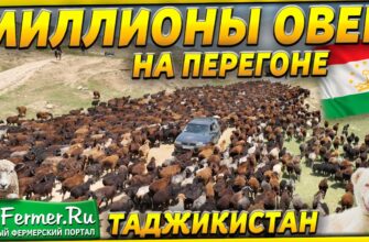 Великий перегон гиссарских овец на летние пастбища Легендарные гиссарские овцы гордость Таджикистана