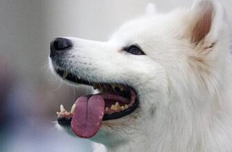 Почему нельзя давать животным имена людей